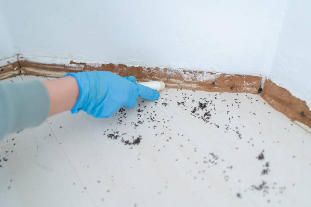 Insect Control in Grosse Pointe Park, MI